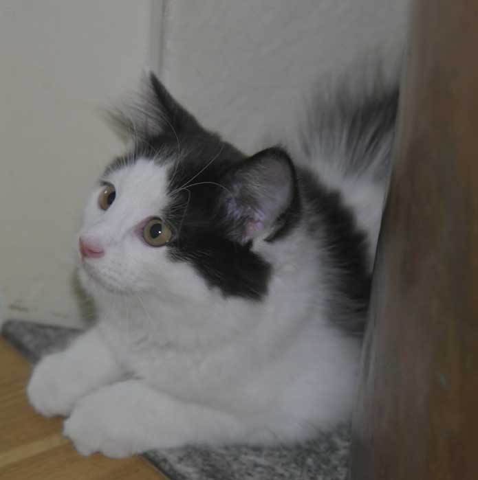 Sibirisk kattunge Saroma