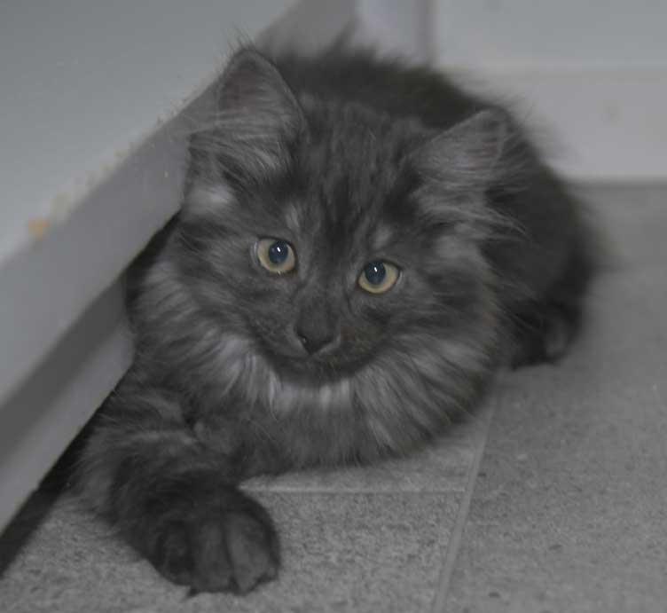 Sibirisk kattunge Skip