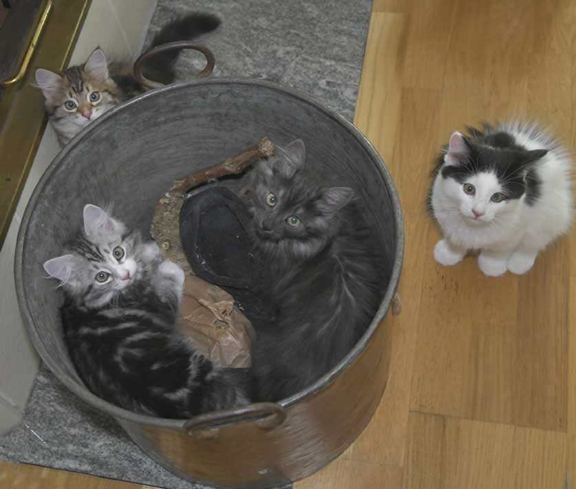 Sibiriska kattungar S3-kull