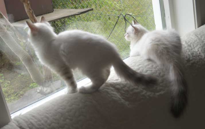 Neva Masquerade kattungar R3-kull