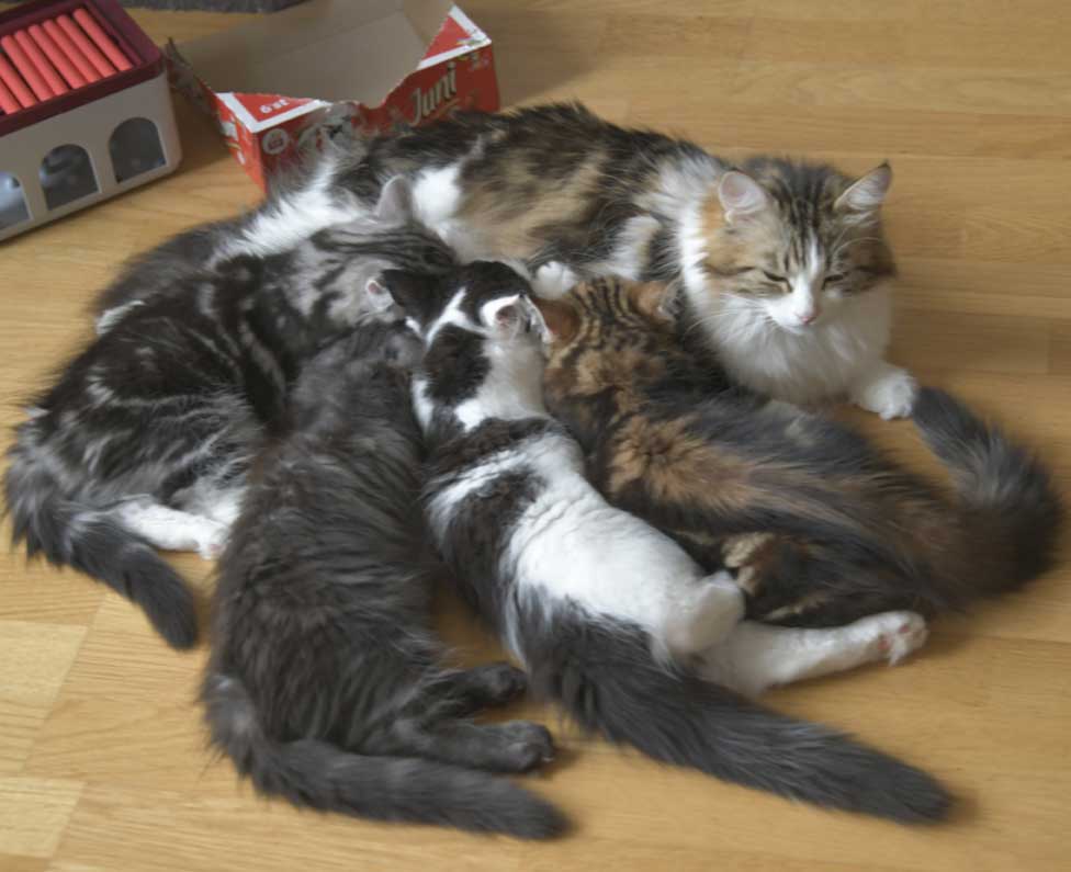 Sibiriska kattungar S3-kull