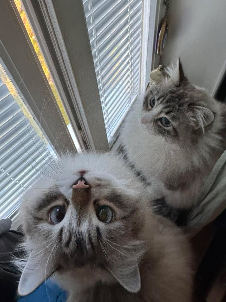 Neva Masquerade Dwight o Himiko