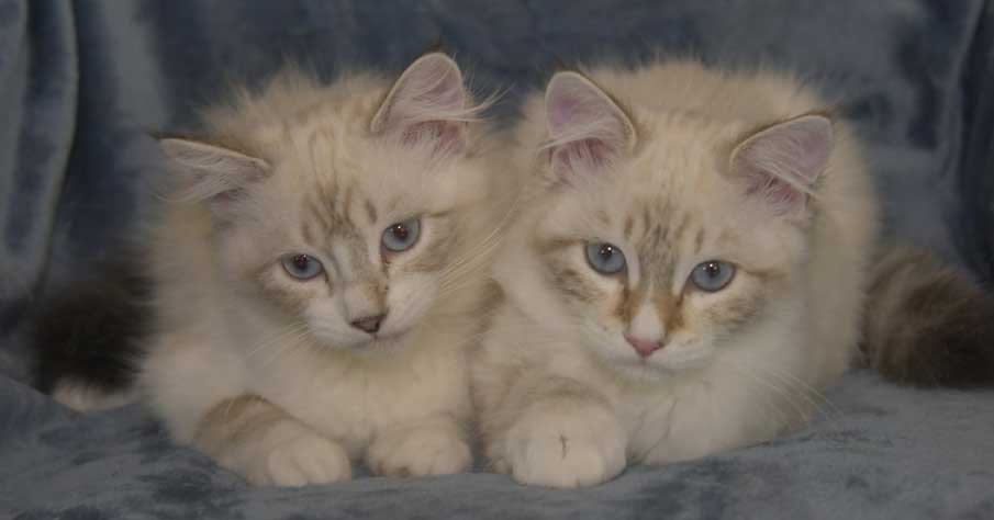 Neva Masquerade kattungar R3-kull