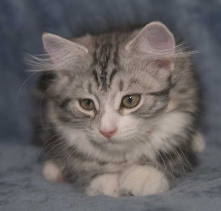 Sibirisk kattunge Seppina