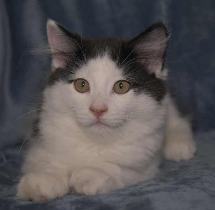 Sibirisk kattunge Saroma