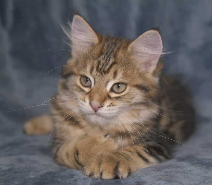 Sibirisk kattunge Semele