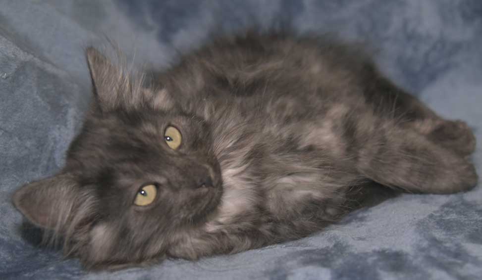 Sibirisk kattunge Skip