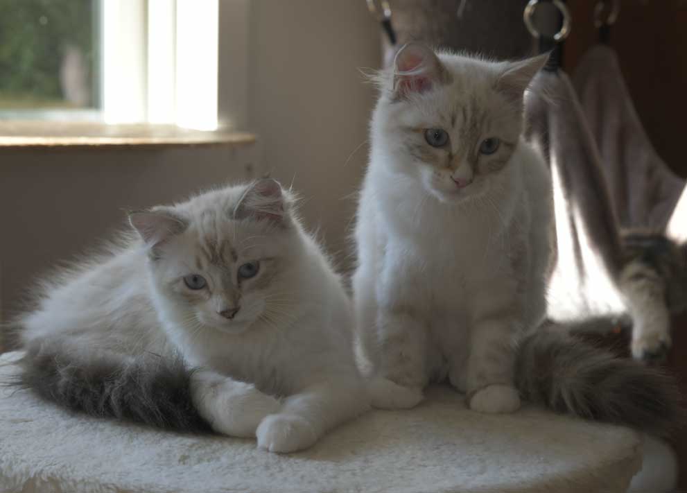 Neva Maquerde kattungar R3-kull