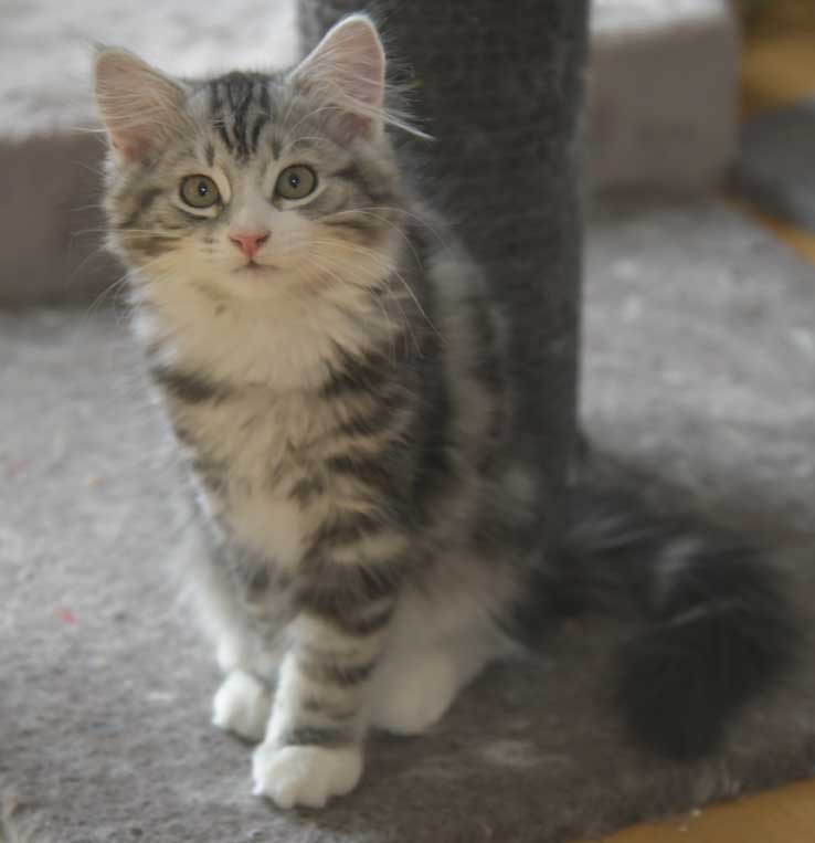 Sibirisk kattunge Seppina