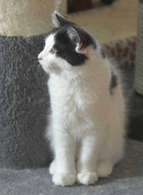 Sibirisk kattunge Saroma