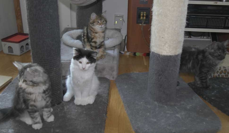 Sibiriska kattungar S3-kullen