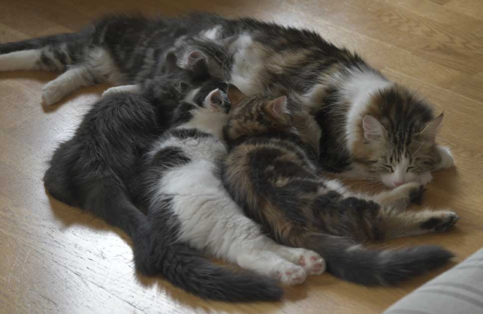 Sibiriska kattungar S3-kull