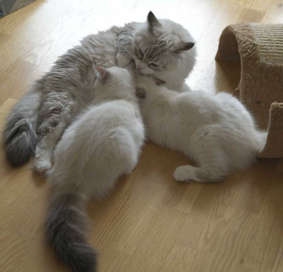 Neva Masquerade kattungar R3-kull