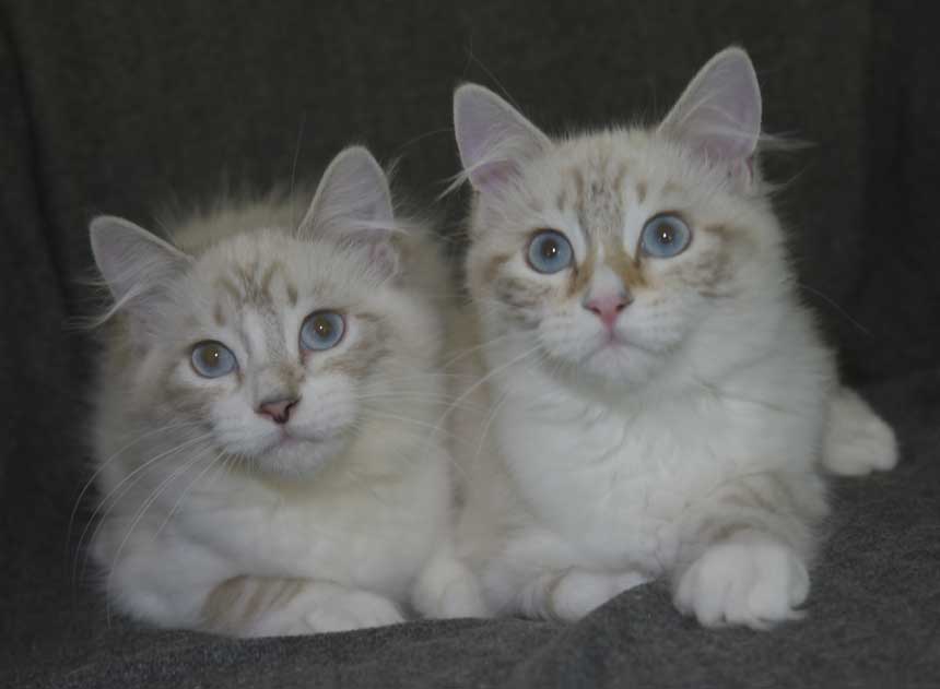 Neva Masqurade kttungar R3-kull