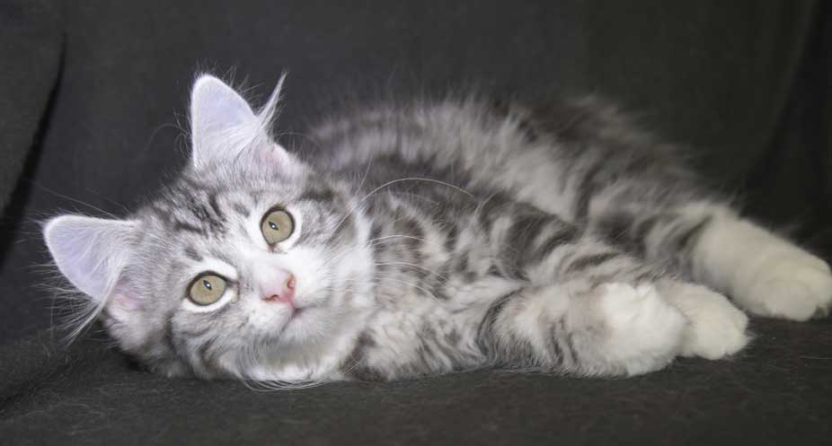 Sibiriska kattunge Seppina