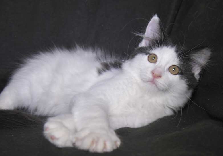 Sibirisk kattungar S3-kull