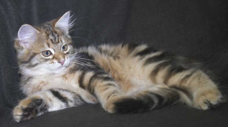 Sibirisk kattunge Semele