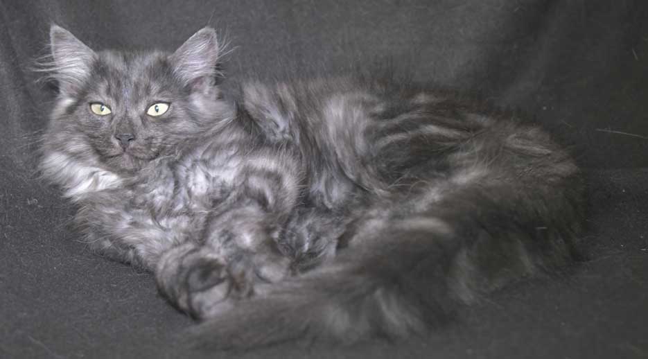 Sibirisk kattunge Skip