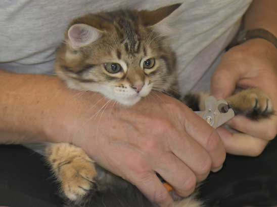 Sibirisk kattunge Semele