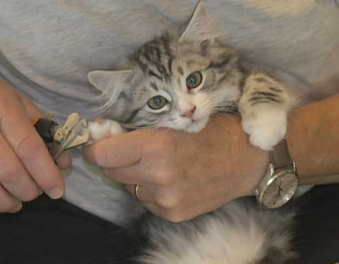 Sibirisk kattunge Seppina