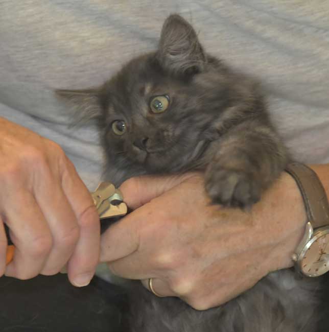 Sibirisk kattunge Skip