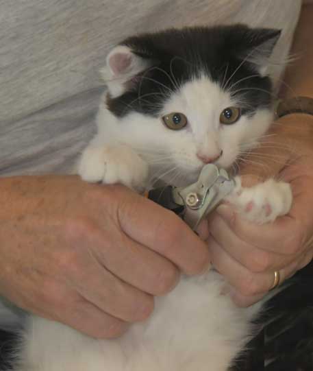 Sibirisk kattunge Saroma