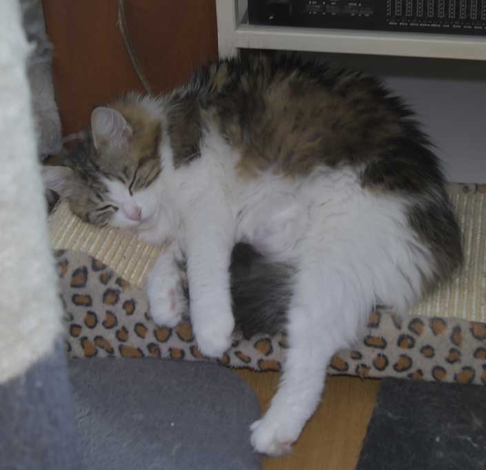 Sibirisk katt Vickie