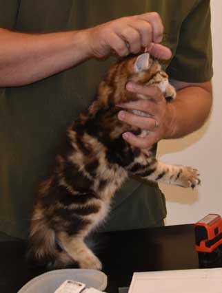 Sibirisk kattunge Semele