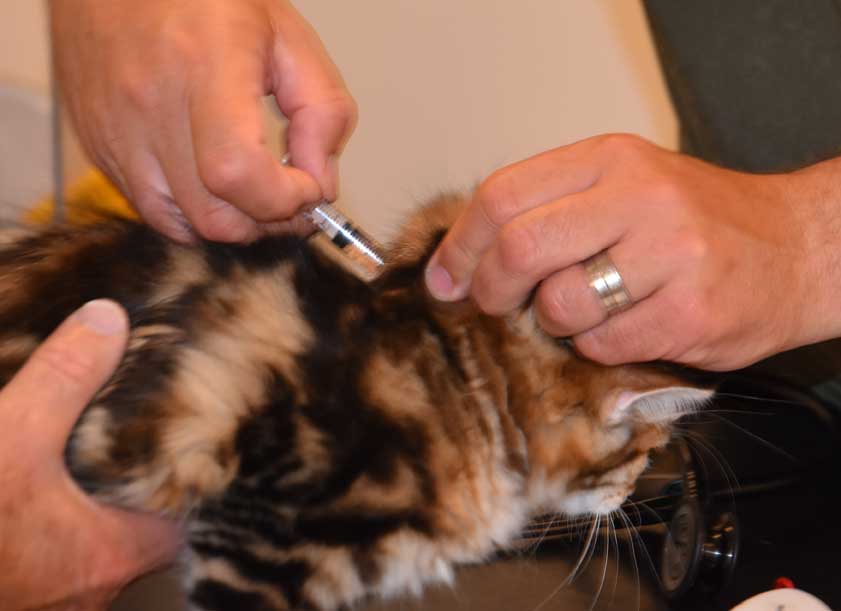 Sibirisk kattunge Semele