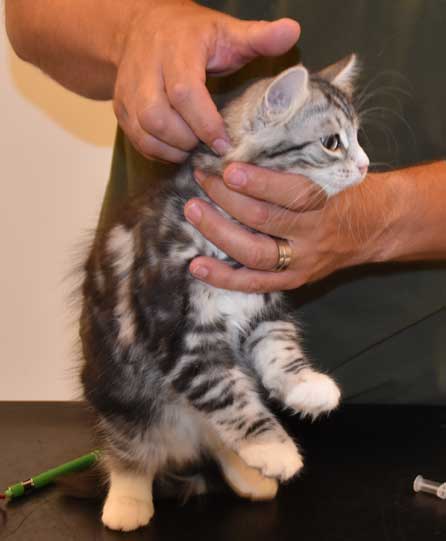 Sibirisk kattunge Seppina