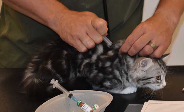 Sibirisk kattunge Seppina