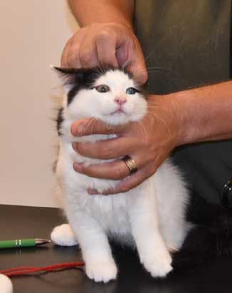 Sibirisk kattunge Saroma