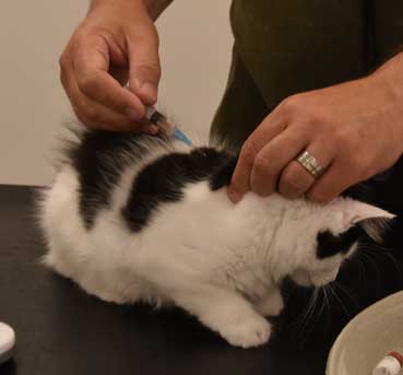 Sibirisk kattunge Saroma