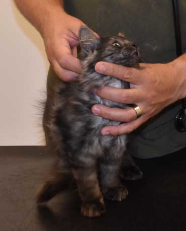 Sibirisk kattunge Skip