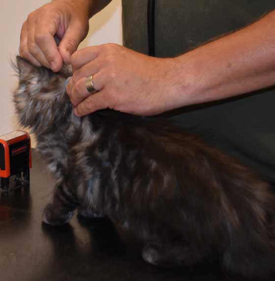 Sibirisk kattunge Skip