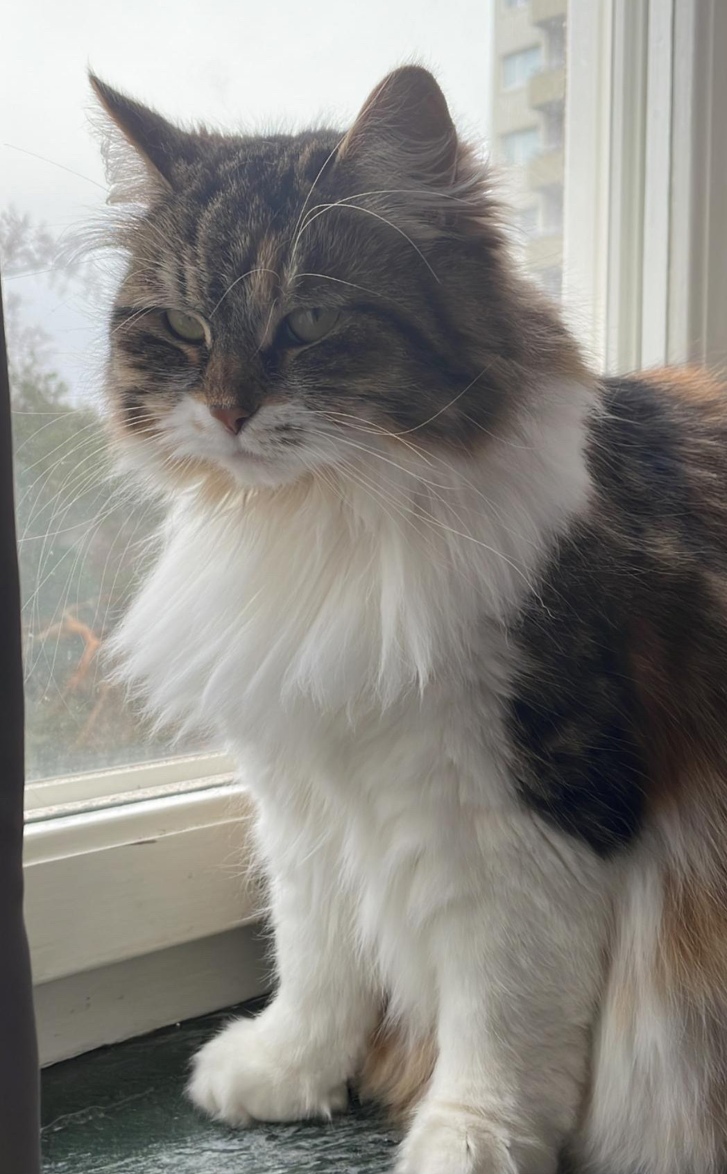 Sibirisk katt Xanzia