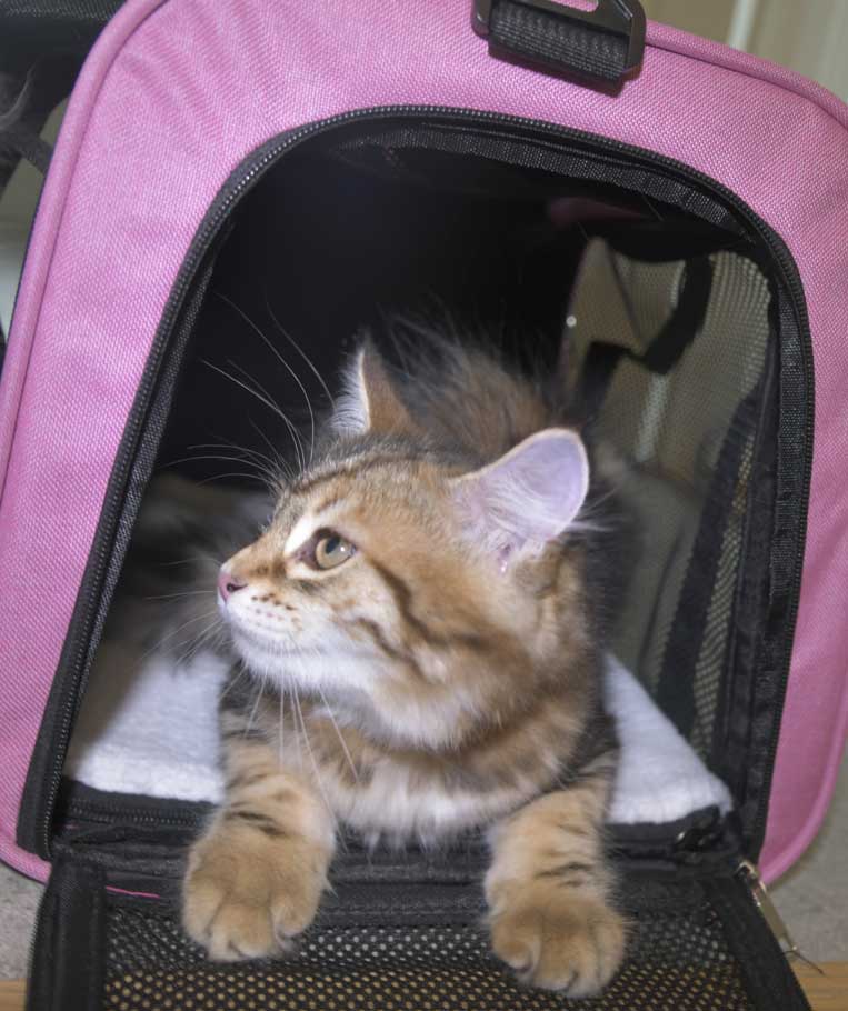 Sibirisk kattunge Semele