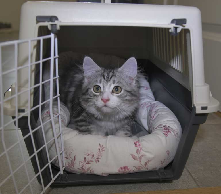 Sibirisk katt Seppina