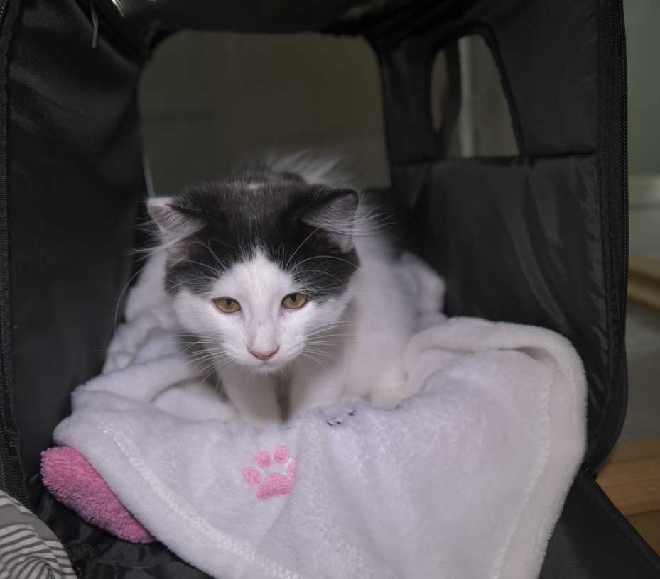 Sibirisk kattunge Saroma