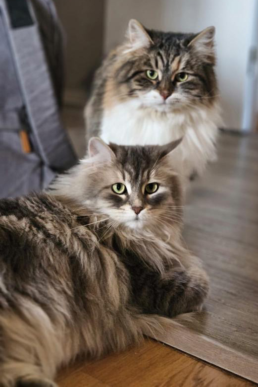 Sibirisk katt Xainza Yambika