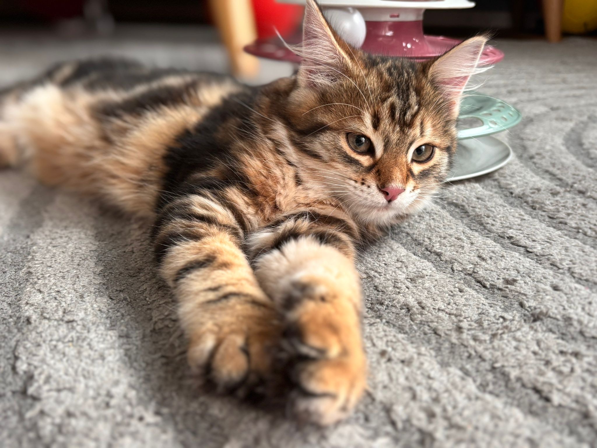 Sibirisk katt Semele