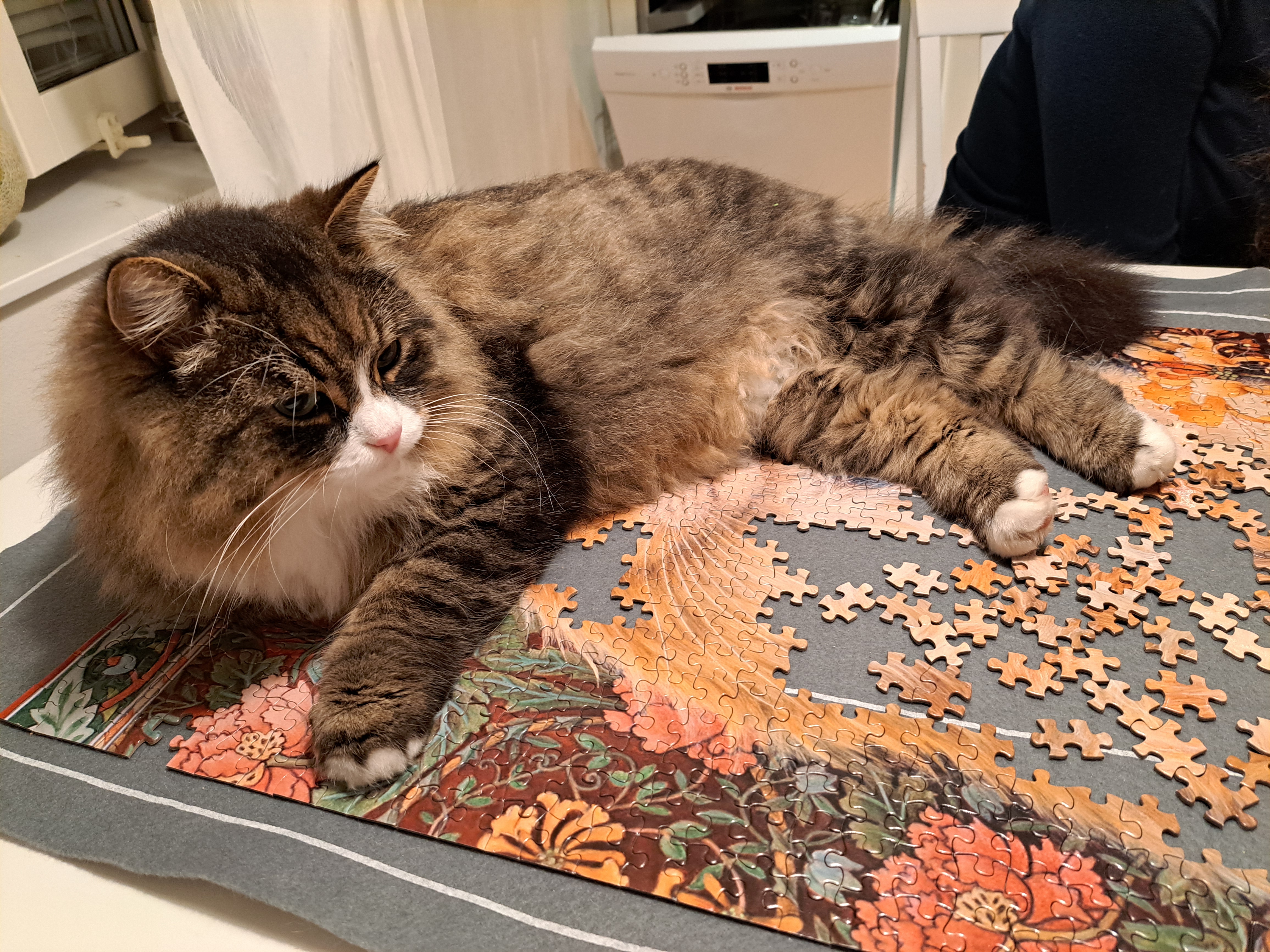 Sibirisk katt Zeno