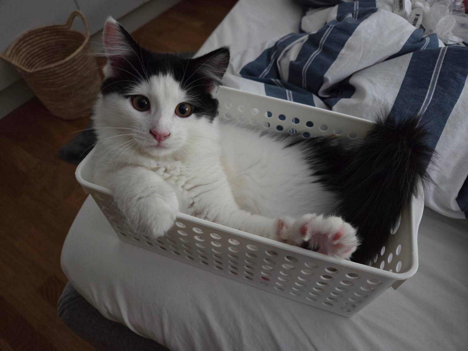 Sibirisk katt Saroma