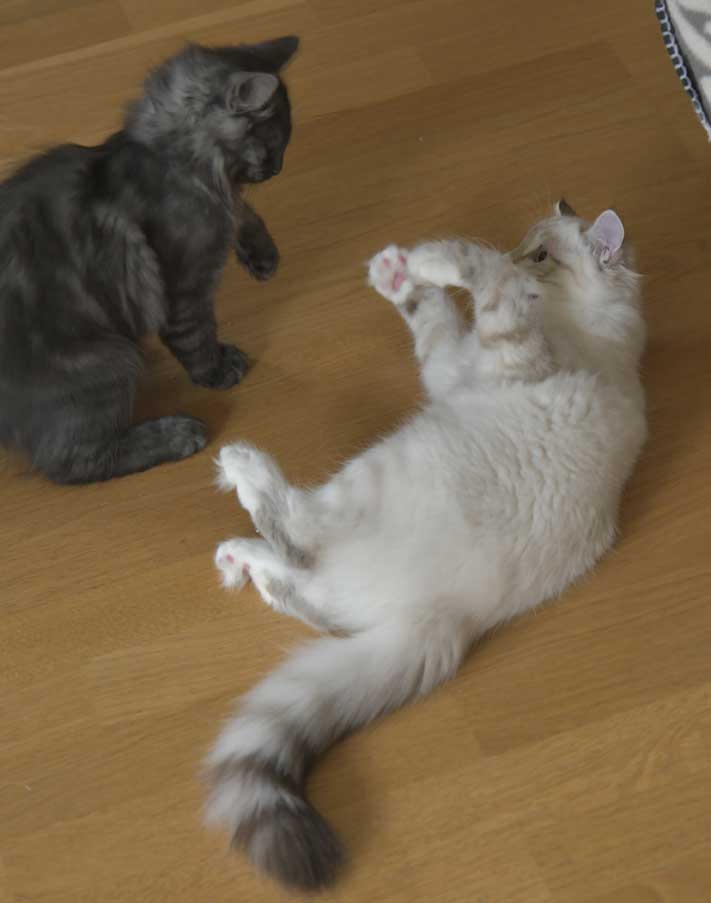 SIB NEM SirSkip o Ritzi