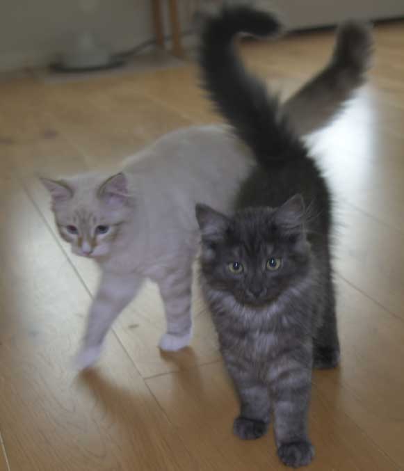 Nem o SIB Ritzi o Sir Skip