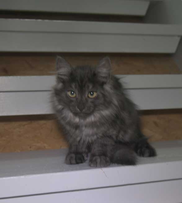 Sibirisk kattunge Skip