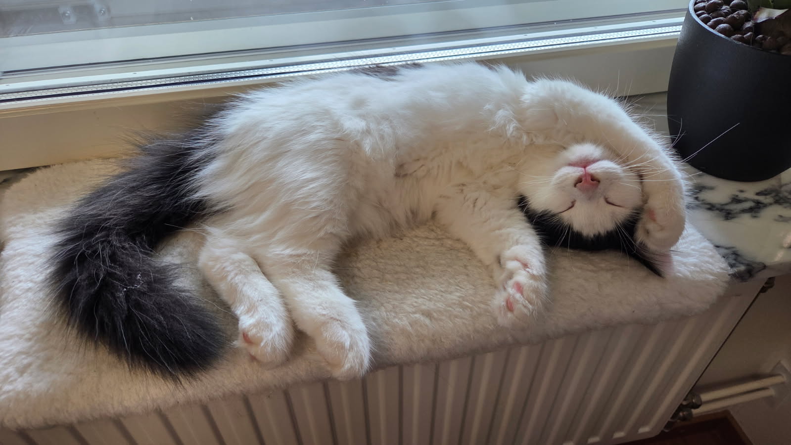 Sibirisk katt Saroma