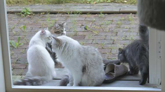 Vickie, Ritzi, Whiffi och Skip