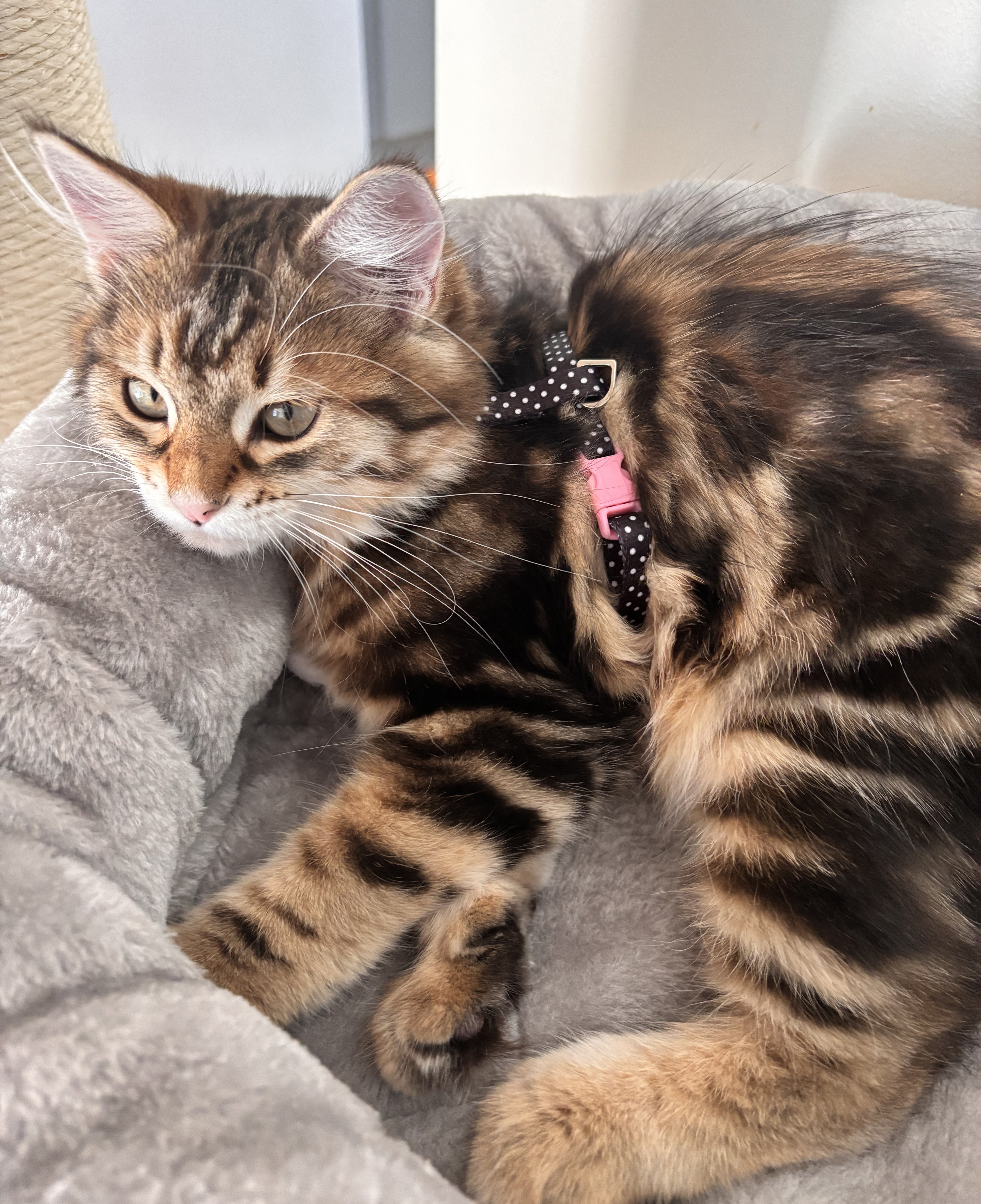 Sibirisk katt Semele