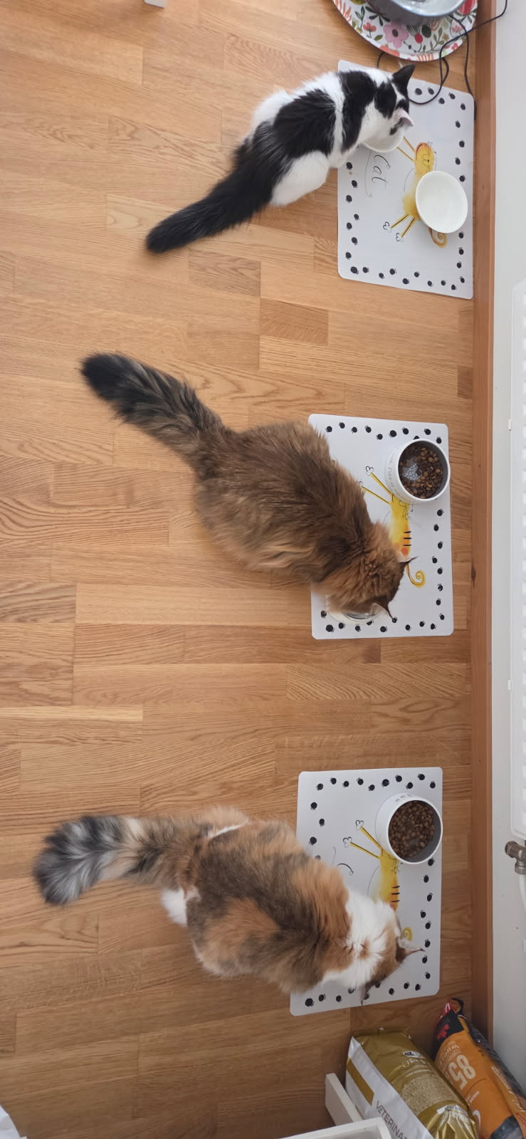 Sibirisk katt Nymphe, Orinda o Saroma